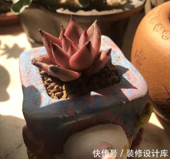 7种多肉“最难养”，一进夏天就挂，新手慎入