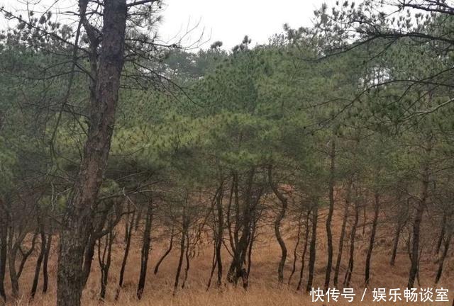 故乡山,家乡情