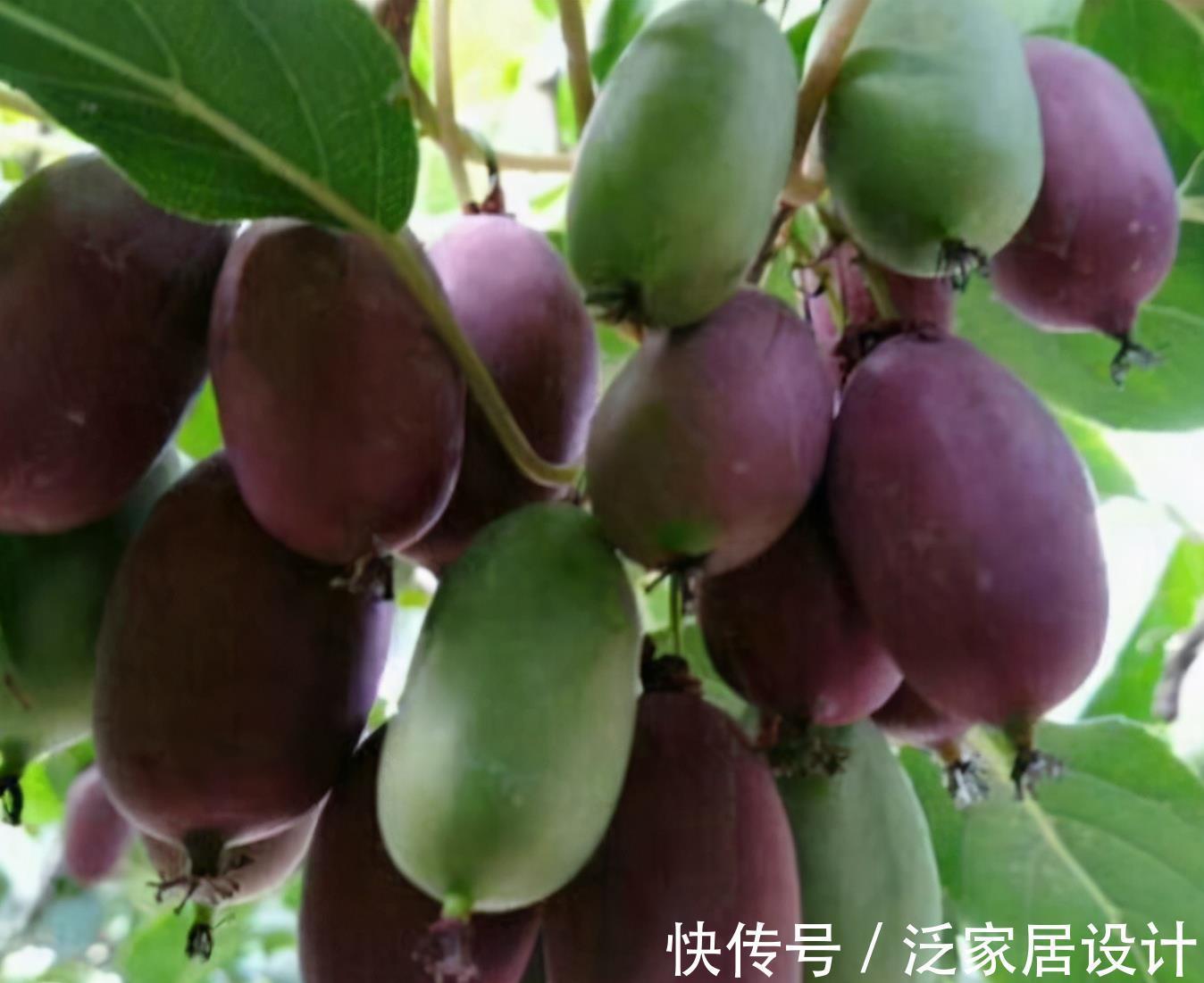 优点|院子里别养无花果树了，另一新品种果树更值得养，拥有5大优点