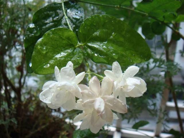 33种花，33首歌，太美了！