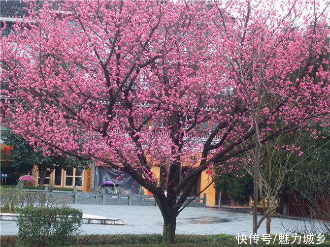 老年|贵州雷山：鲜花争奇斗艳 色彩艳丽县城