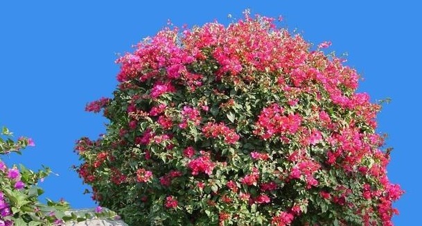 三角梅怎么养护掌握此密招,年年花开爆盆,每年花朵增1倍!