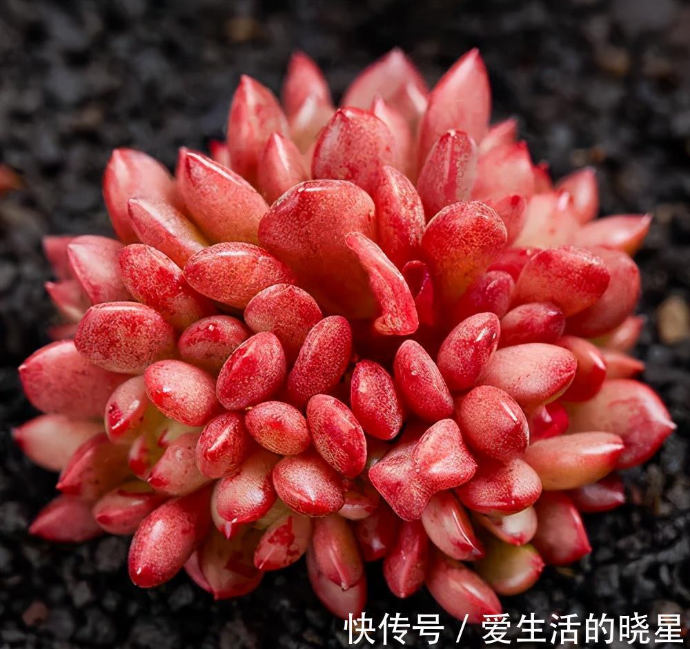光照|教你4招养多肉红宝石,颜色鲜红靓丽,还能养成群生手捧花