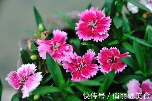 想石竹花开花漂亮,养护起来还很简单,家里有院子的不要错过!
