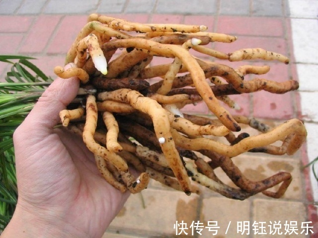 物理性质|兰花土里加1样东西，更适合兰花的生长，盆栽养10年都根壮叶绿