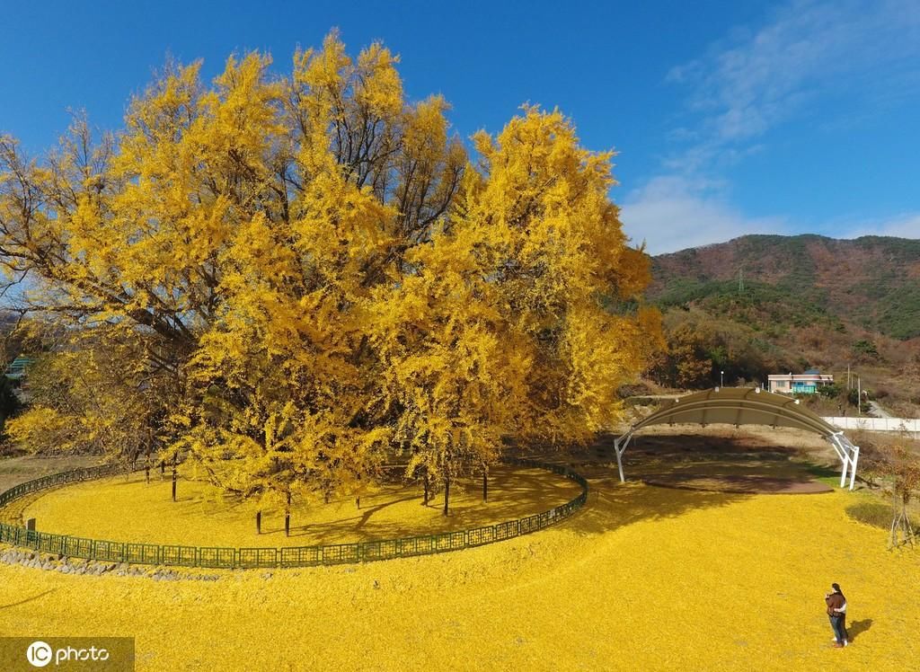 当地时间|韩国800年古银杏树 惊艳了秋天