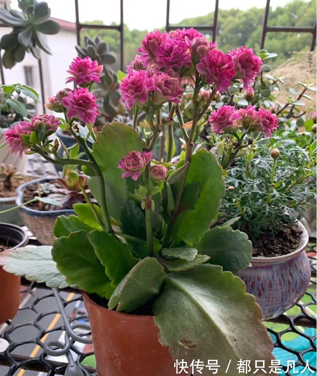 “寿命长”的10种花,寓意好,格调高,老人见了眉开眼笑!