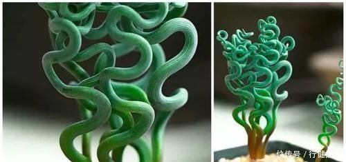 10种长相很怪异的盆栽植物,都很适合养在花盆里