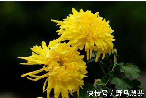 安睡|失眠最怕这菜,睡眠不好的人要多吃,安神助眠,安睡到天亮