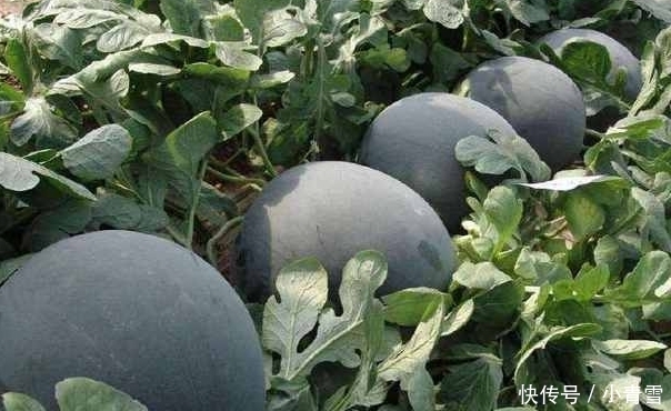 曾经风靡一时的“黑皮西瓜”,为何现在很少见了?原因让人意外