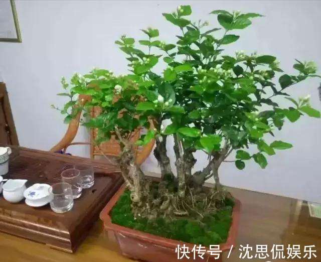 盆栽|茉莉花养成“老桩”，1次开花上百朵，满园花香，技巧有4个