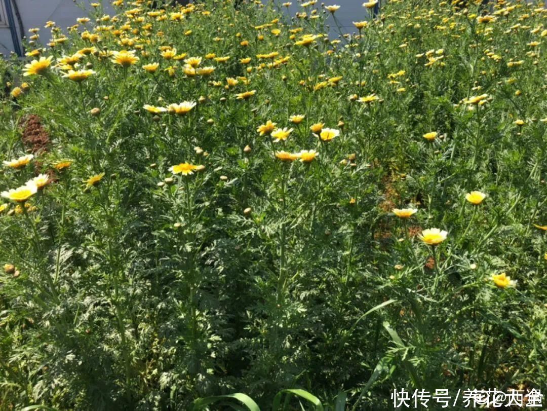 人参萝卜开花了，我种的花，都是这么奇奇怪怪