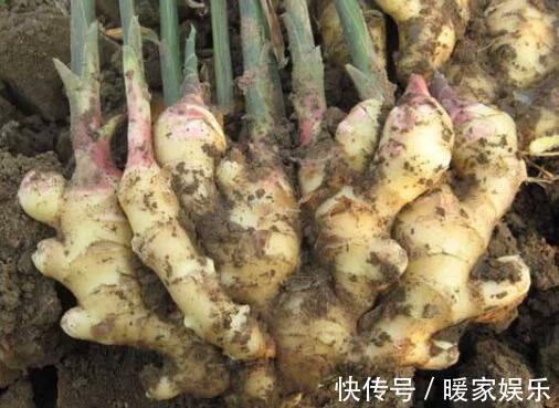 有机肥|厨房吃剩的“2种菜”,随手丢盆里,秋天收获一大盆,太惊喜了