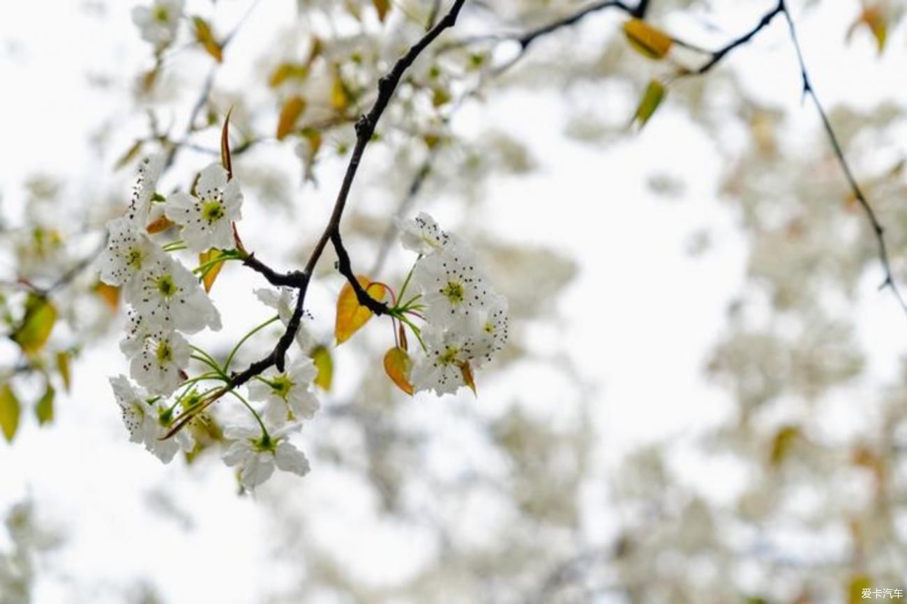 梨花一枝春带雨，梨兰相会总关情