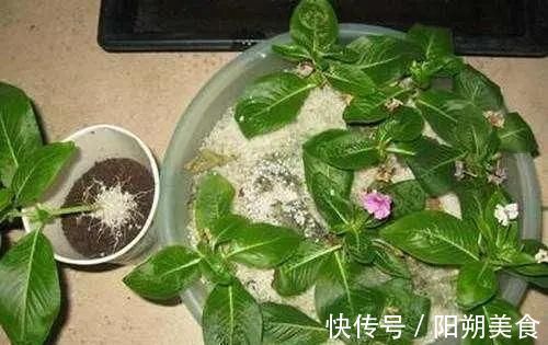 枝条|5种花,趁现在“赶紧扦插”,生根快,长得快,一个月就开花