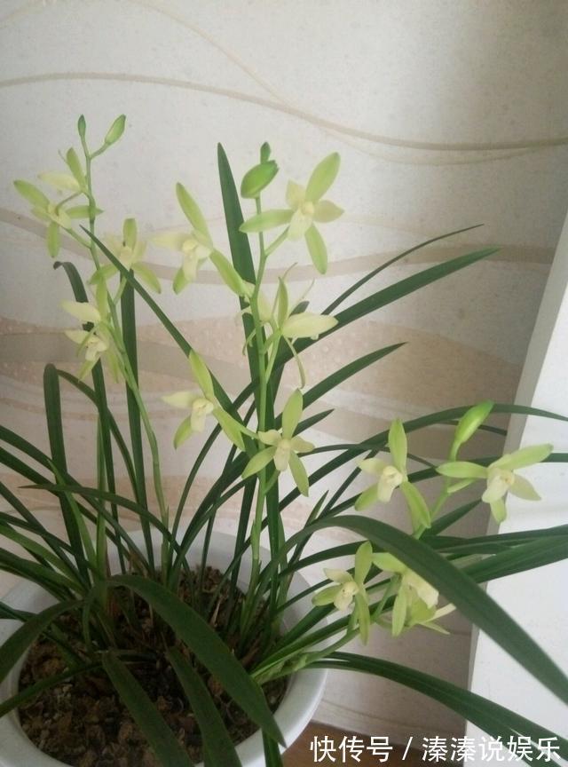 最值得养的兰花，养护容易，四季常开花，清香飘满屋