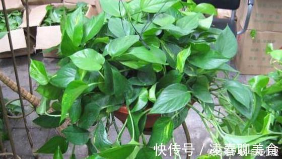 生长期|秋天养此3种花,只需要浇点水,越来越旺,长疯了!