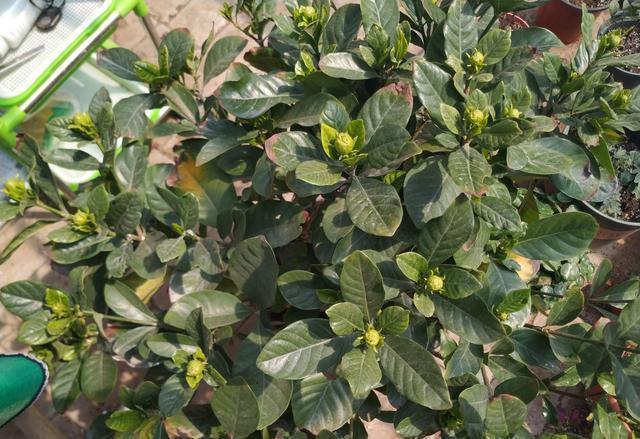 栀子花不能摆错“地方”,一摆就黄叶,想要养好栀子花,别忽视!