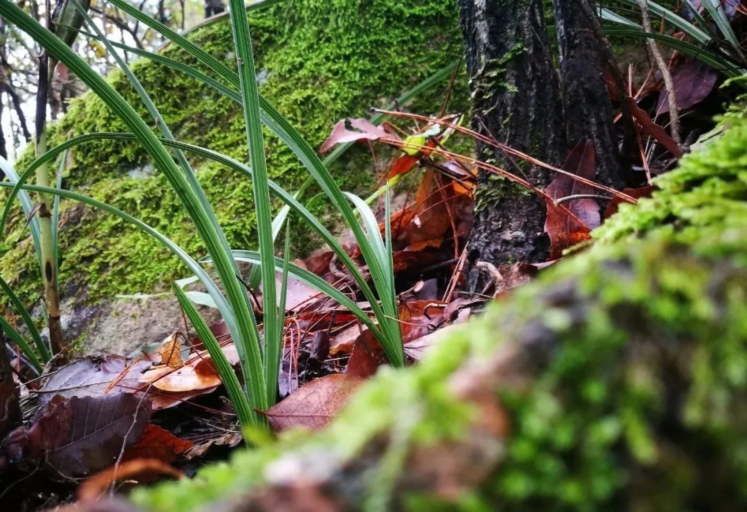 野生|家养兰花常发病，为什么野外的兰花病害少？兰友一语道破玄机