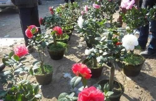 吸毒草|这4种“吸烟”花,养一盆,清除二手烟,还老人孩子一个健康的家