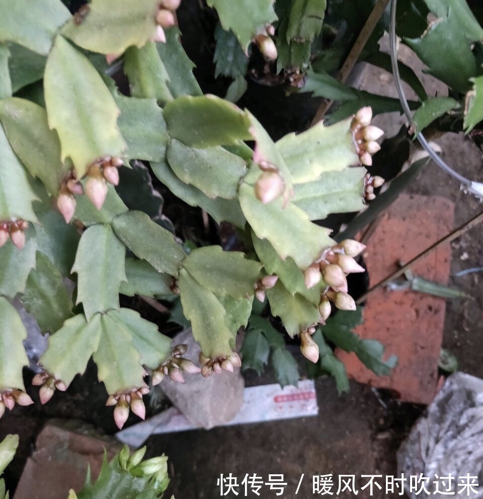 她养的蟹爪兰,1个枝条冒出4个花苞,记住3个“要诀”你也可以