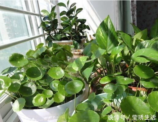 2种水，是养花的“砒霜水”，万万不能用，不然黄叶花枯死