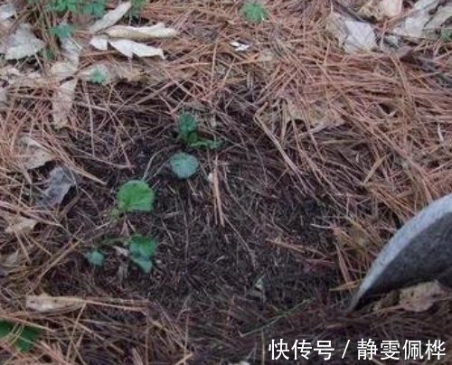 养花别再买营养土,盆里掺1把“废料”,土壤疏松透气,花开不停