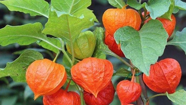 灯笼草|咳嗽，咽喉痛农村一种野果，好吃还治病