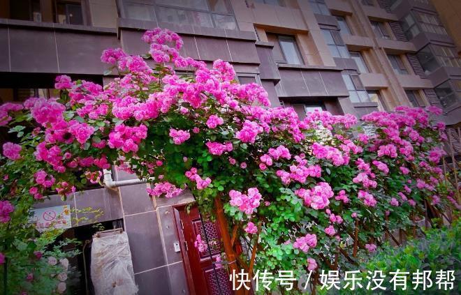 波斯菊|现在遇到5种花,请绕道走,管不住手就上当了