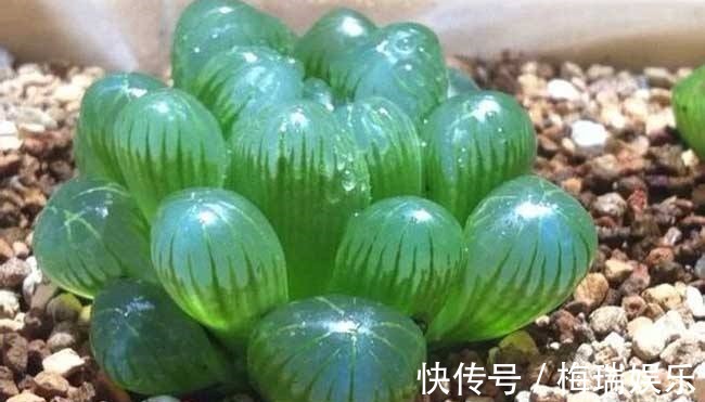 叶片|“塑料瓶”竟是养花神器,学会“4种”用法,一生受用、养花旺