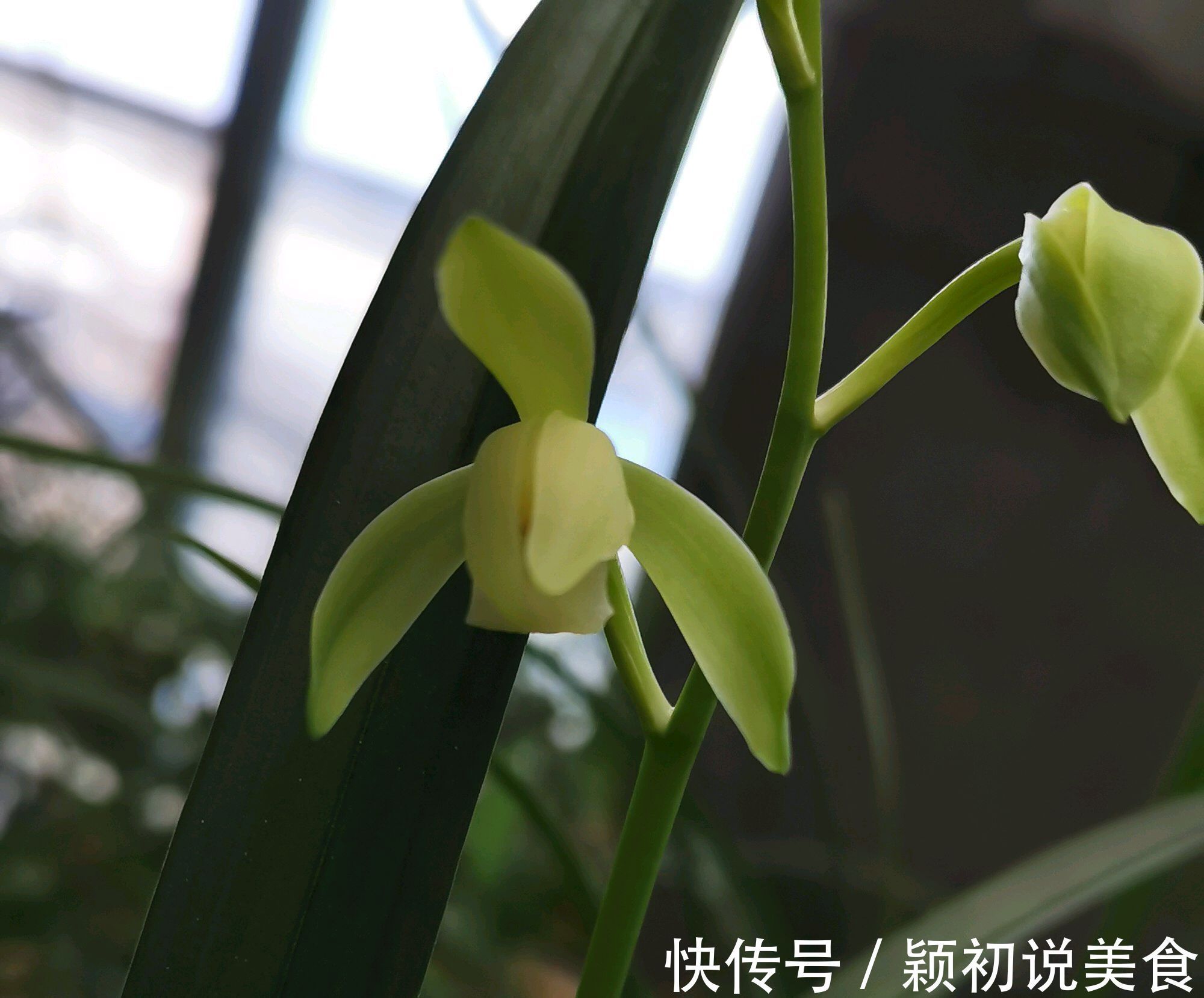 苔藓养兰花的2个妙用,保湿透气又促根,很快冒出水晶头