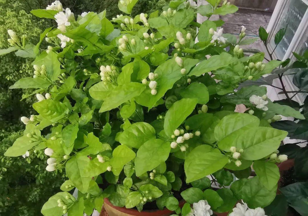 花成了光杆司令,剪一刀撒点药,很快冒新芽