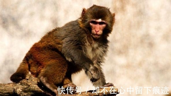 旺木|生肖猴，比较沉默寡言，不会被别人左右！