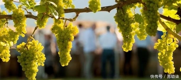 白葡萄酒|你们知道白葡萄酒是怎样来酿造的呢?