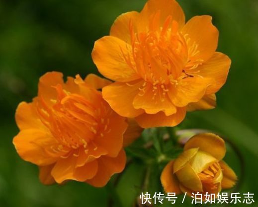 胭脂|喜欢玫瑰,不如养盆“精品玫瑰”皇家胭脂,四季开花,芳香袭人!