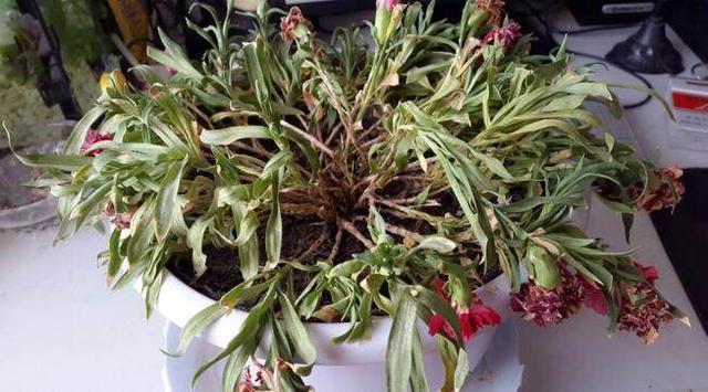 还用“松针”养花快停下,“姿势”不正确、养一盆死一盆!