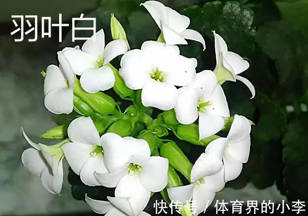 长寿花这样伺候，健康又长寿，开完一茬又一茬