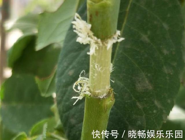 月季扦插新方法,找个饮料瓶,30天长满根,移栽一棵活一棵