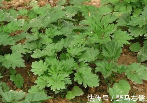 它不是杂草，如果长在你家路旁，那是福气，别不知