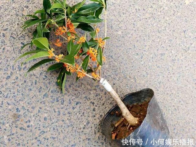 桂花|公认难养的20种花，养一盆死一盆，下次还敢买