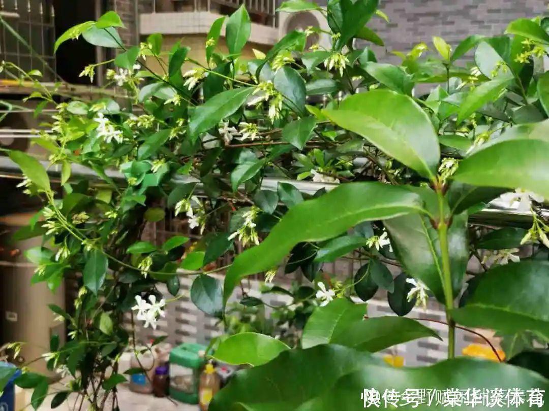 酸性|天生爱淋雨的花，多淋几次，连肥料都省了