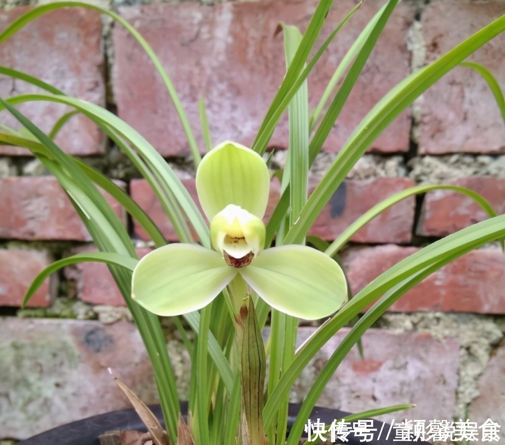 兰花界的“赌草”,既能娱乐又能敛财,你真的了解吗