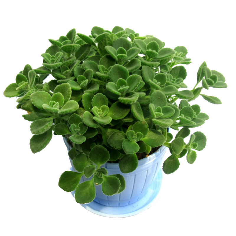 树苗|老大爷偷偷告诉出门见到此树苗,赶紧悄悄带回家,来年大丰收