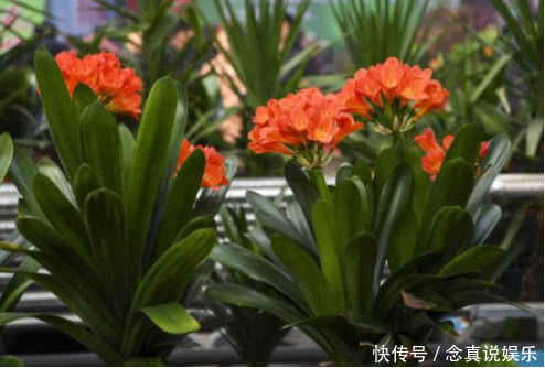 悄悄告诉你,养护君子兰有个“小秘密”,叶片油绿,年年开花不断