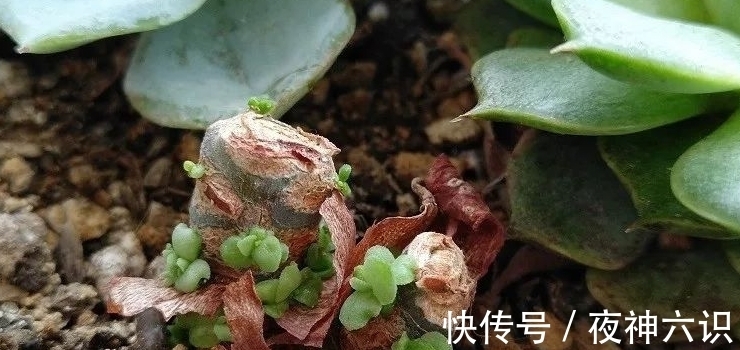 合适的时机,正确的施肥,助力多肉美翻天