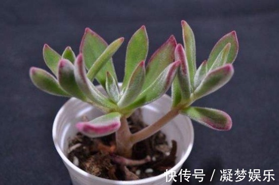 多肉锦晃星怎么养四个妙招看这里,你们不知道的小技巧!