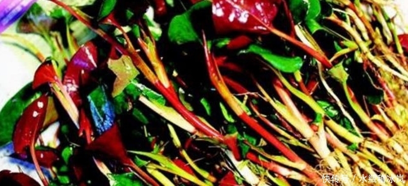 称为长寿菜,还是珍贵的中草药,你认识几种