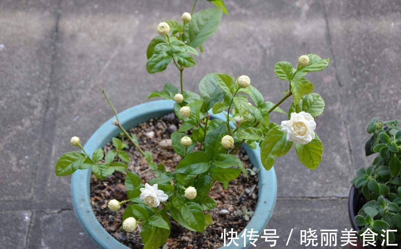 茉莉换盆并不难，只需做好这几件事，植株服盆快，长势旺盛