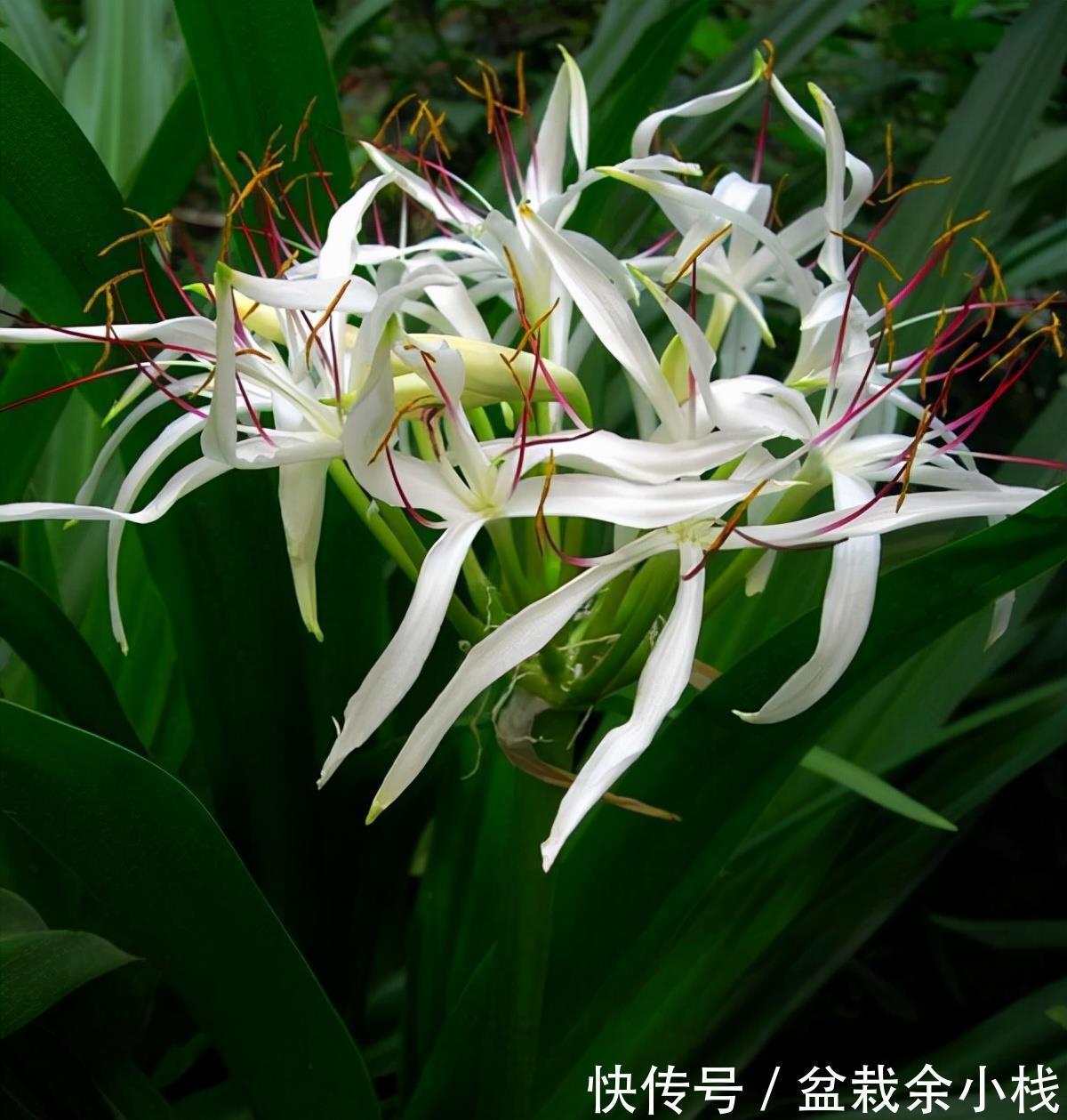 旧土|养花常见问题汇总，这5种植物，你要注意这几点