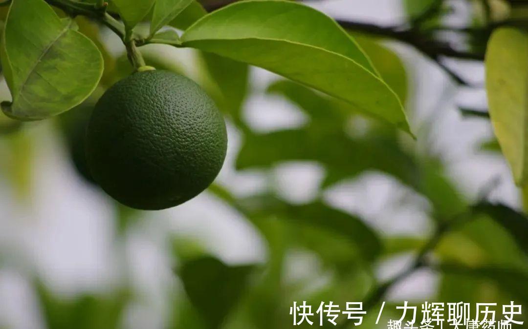 破气|青皮,一味顺气的良药!学会3大妙用法,顺心又顺气,一顺百顺